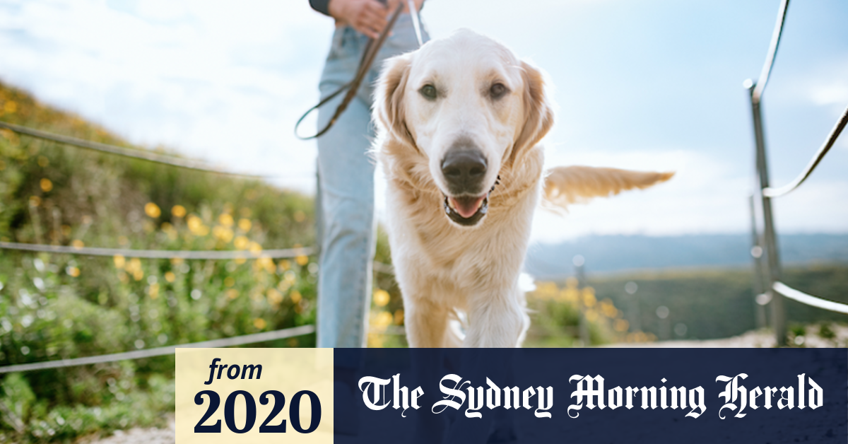 What the experts want you to know about your pet’s wellbeing this summer